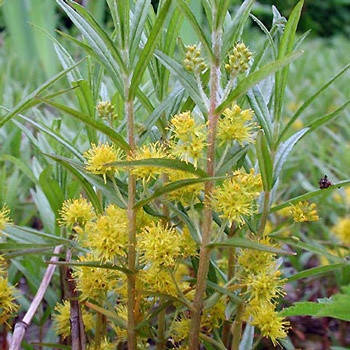 

Вербейник кистецветный ( Lysimachia thyrsiflora)