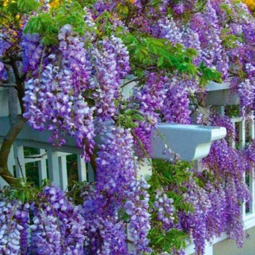 

ГЛИЦИНИЯ AMETHYST (ЗКС).