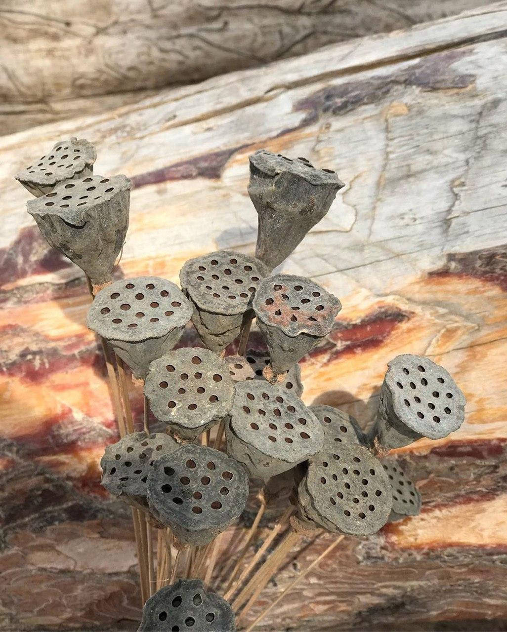 

Мини Лотос на ножке