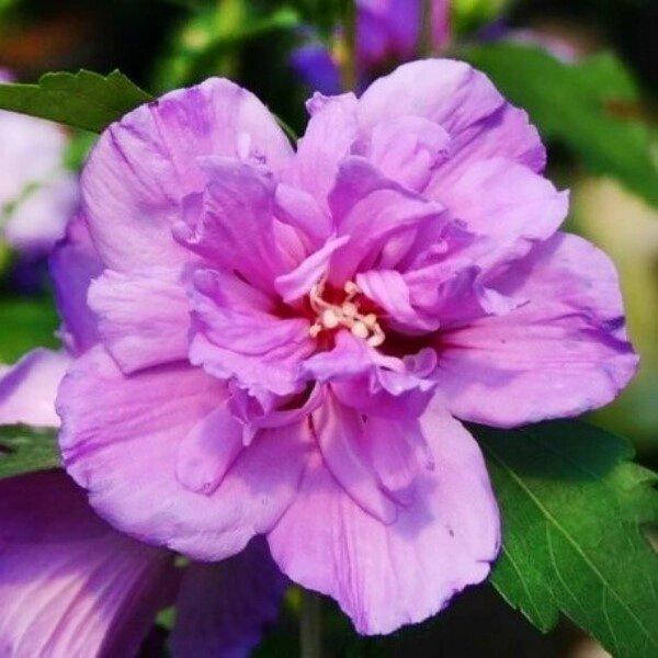 

ГИБИСКУС ARDENS (САЖЕНЦЫ).