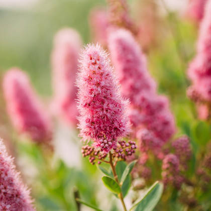 

Спирея Билларда, Spiraea billardii
