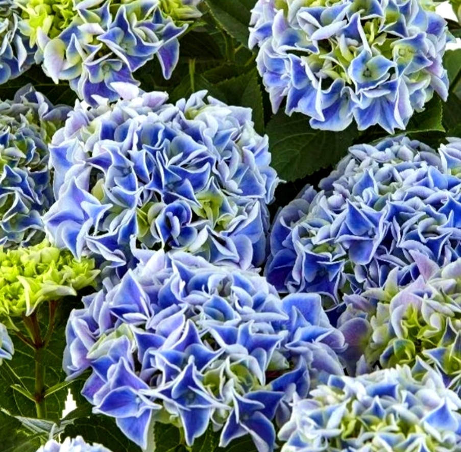 

Гортензия Кенди Харт Блу (Candy Heart blue) в конт. 5л
