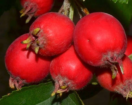 

Саженцы БОЯРЫШНИКА ШАМИЛЬ безшипный привитой (двухлетний)