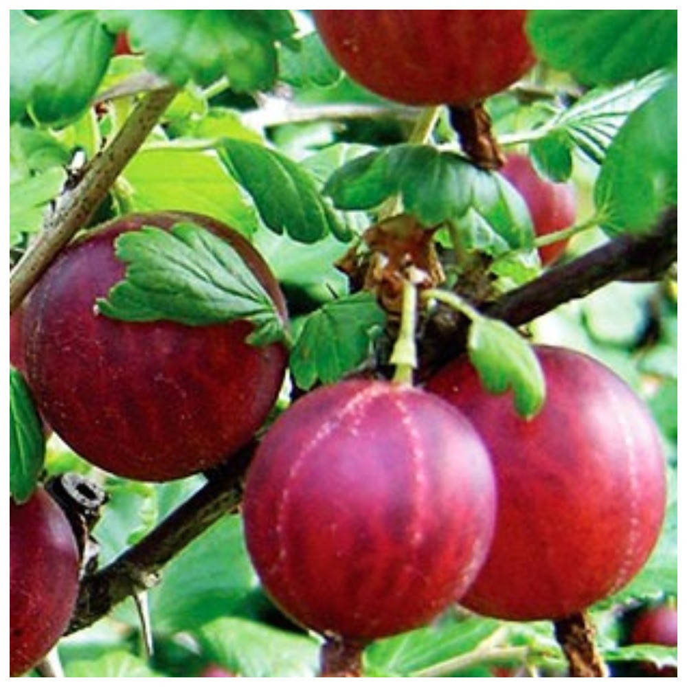 

Крыжовник Ленинградец