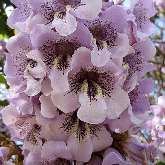 

Павлония 0,5 л Саженец