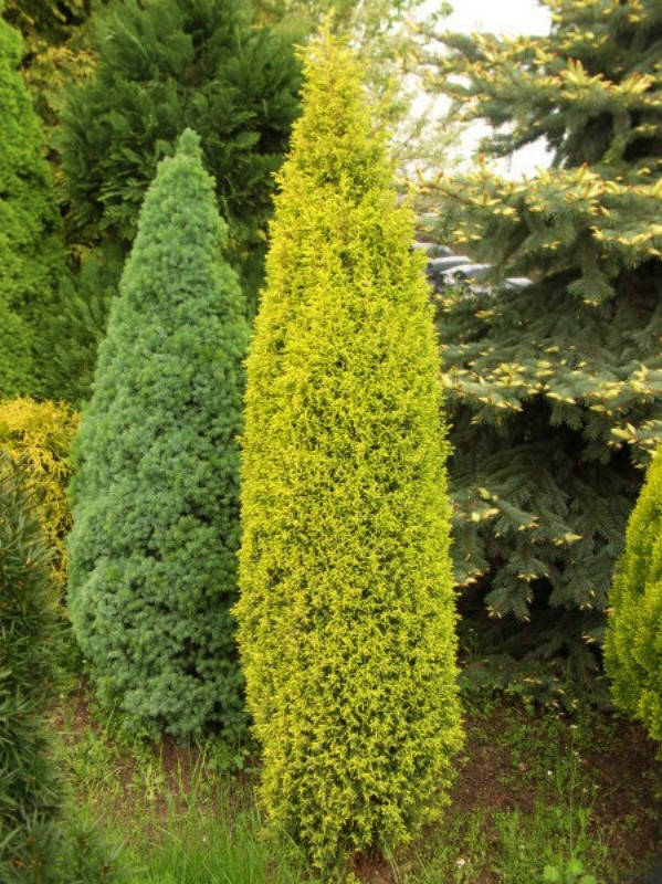 

Можжевельник колоновидный Голд Кон \ Juniperus communis Gold Cone ( С1.5л ) саженцы