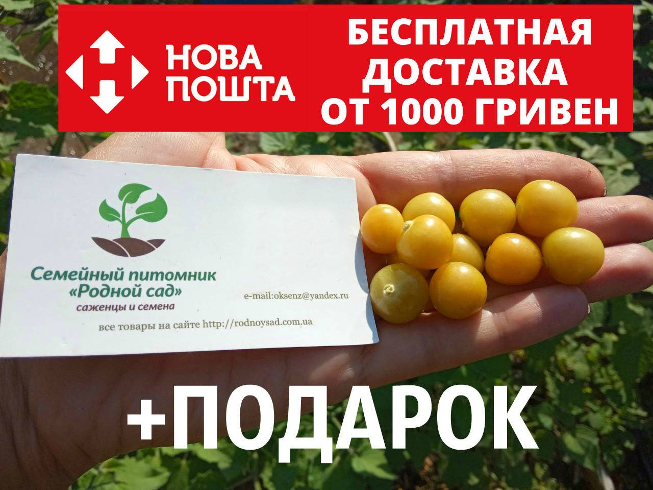 

Физалис земляничный семена 50 шт фізаліс насіння + инструкции