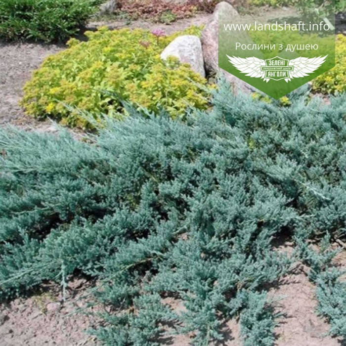 

Juniperus horizontalis 'Bar Harbor', Ялівець повзучий 'Бар Харбор',C2 - горщик 2л