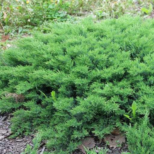 

Саженцы можжевельника даурского Ленинград (Juniperus davurica Leningrad) Р9