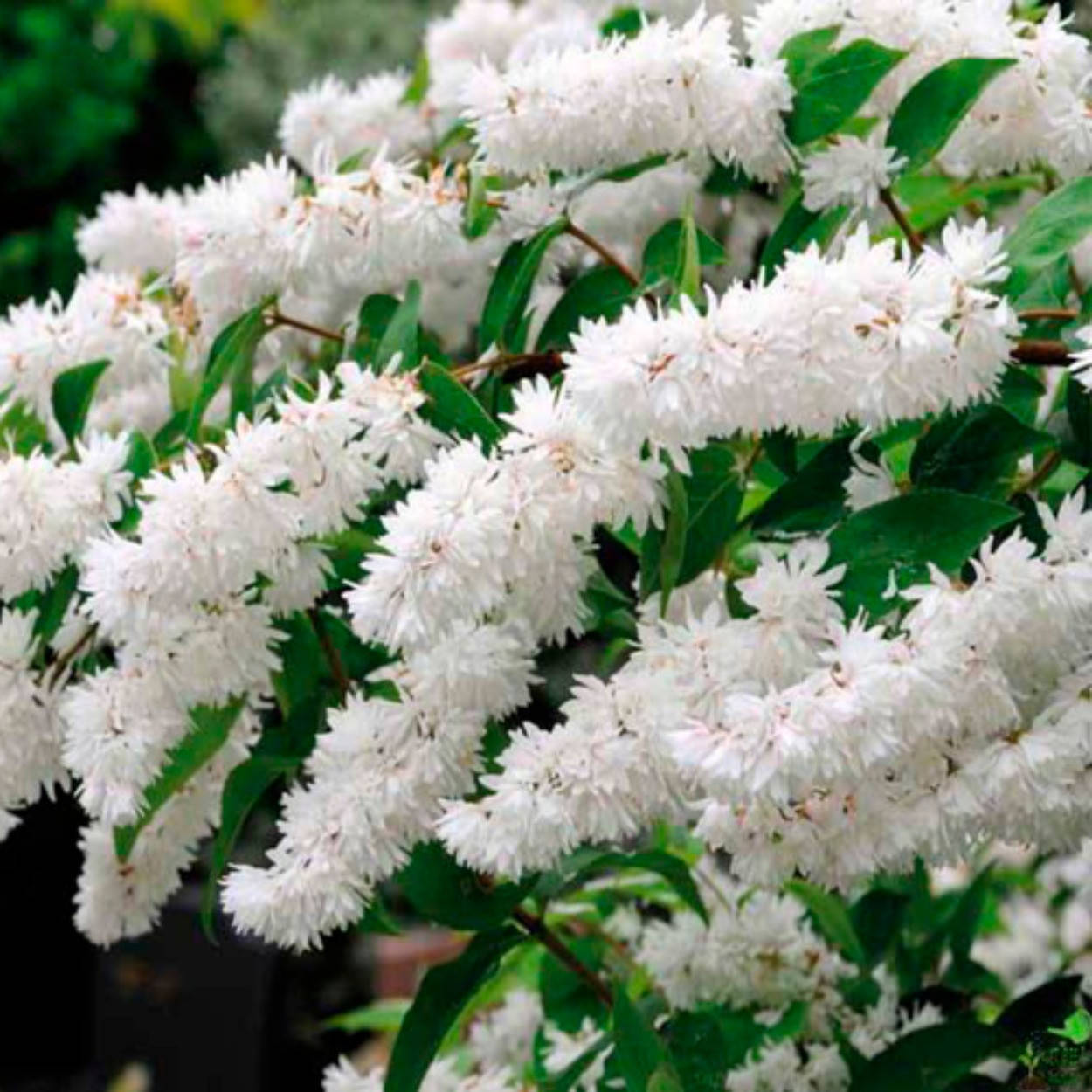 

Дейция шершавая