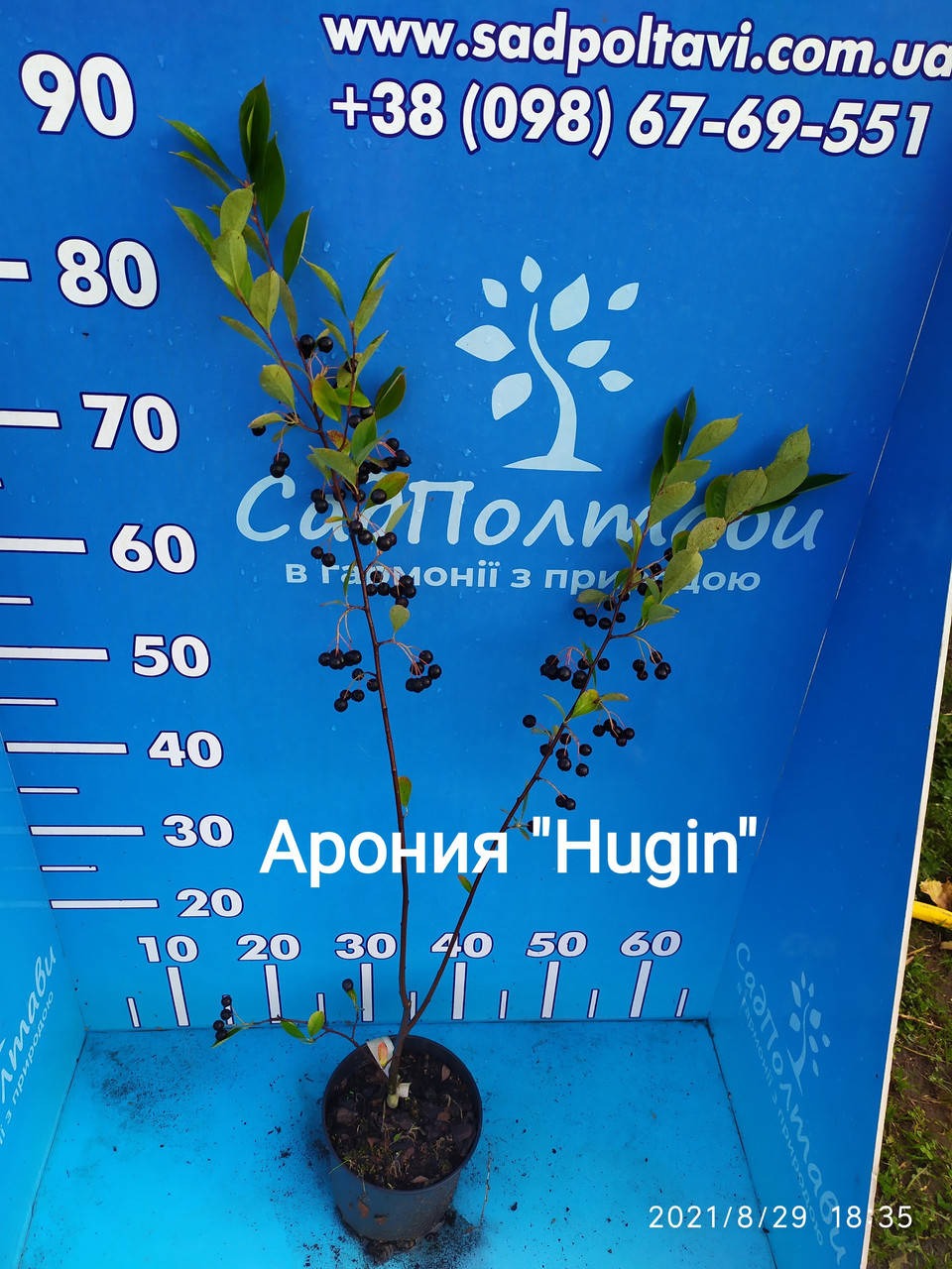 

Арония черноплодная Хуган /рябина черноплодная/ в конт, 1,5л