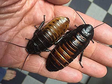 

Мадагаскарский таракан (Gromphadorhina) и Гигантский мадагаскарский таракан