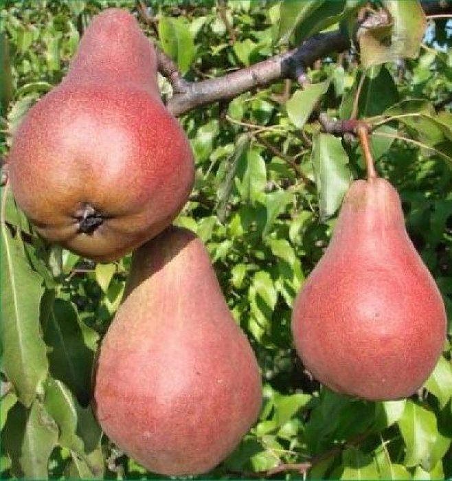 

Груша Бере Богматко (осенняя)
