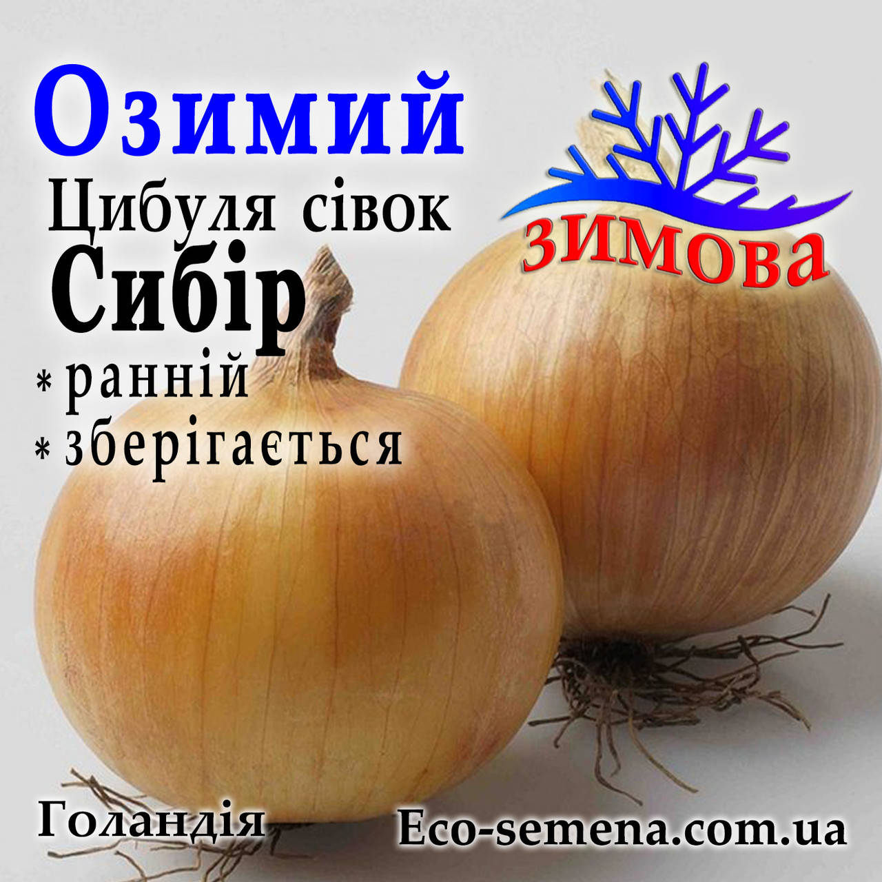 

Лук озимый Сибирь Голландия (тыканка, севок, арбажейка), 1 кг