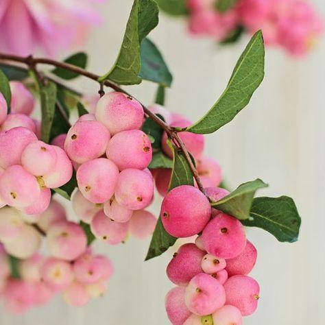 

Снежноягодник розовый, Symphoricarpus pink