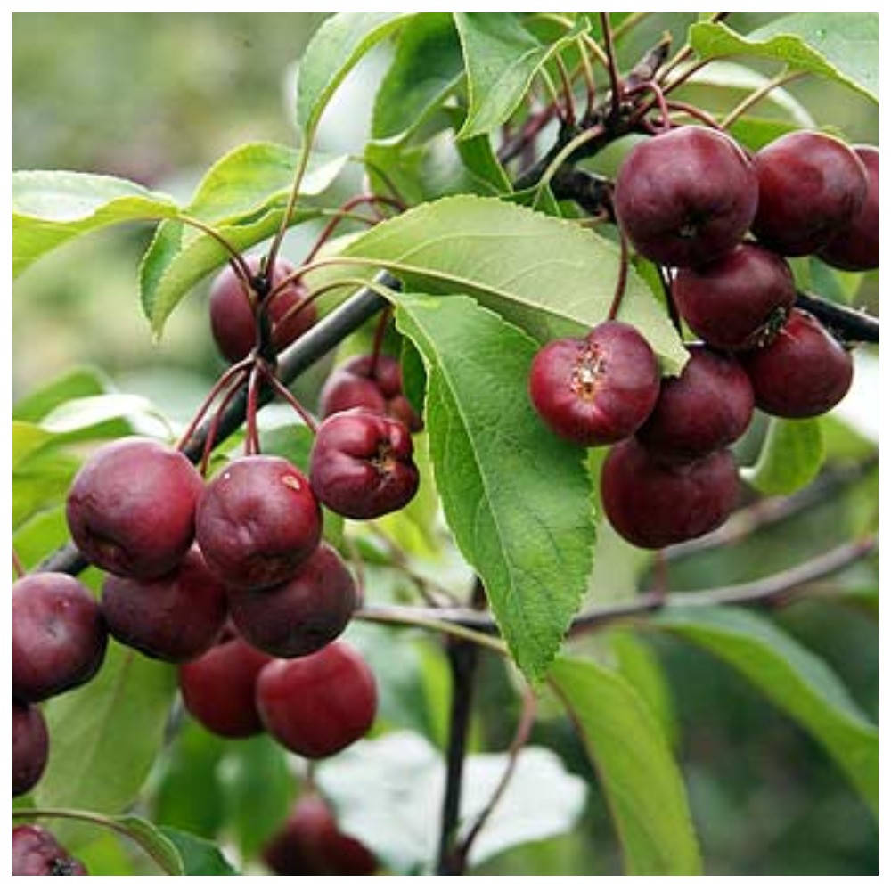 

Яблоня райская Китайка