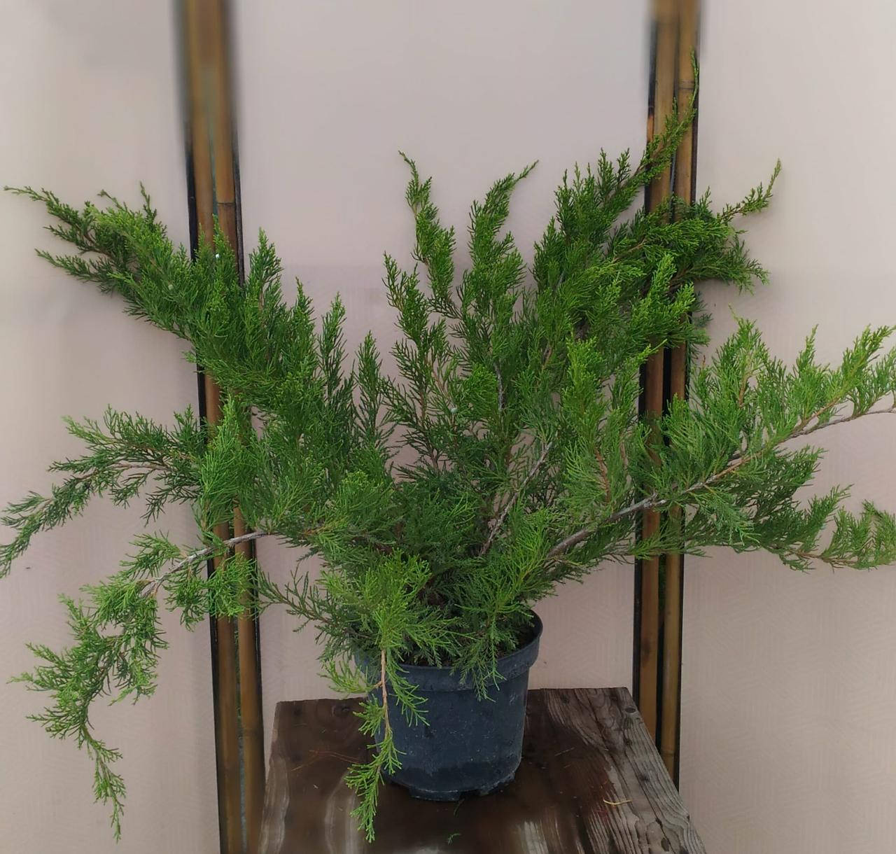 

Ялівець средній Мінт Джуліп / Juniperus x pfitzeriana Mint Julep C3 /d 80-90