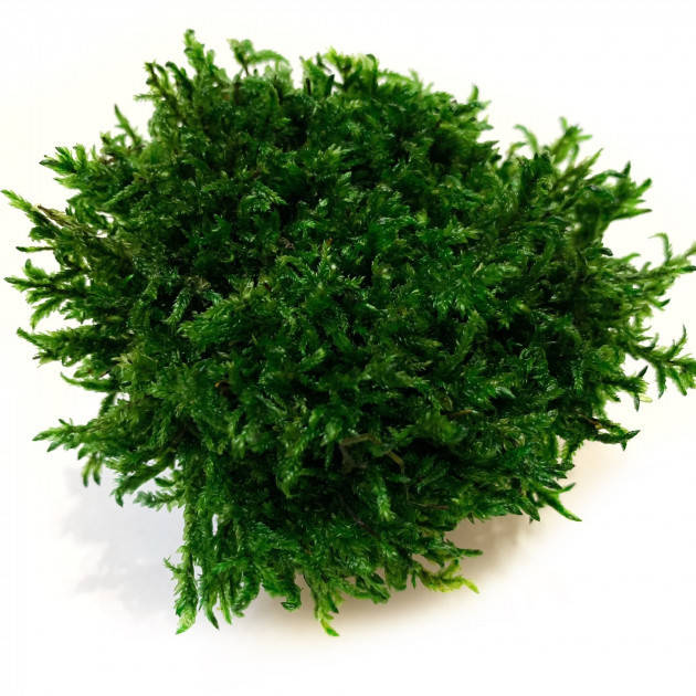 

Стабилизированный мох Прованс Обыкновенный 500 г Green Ecco Moss