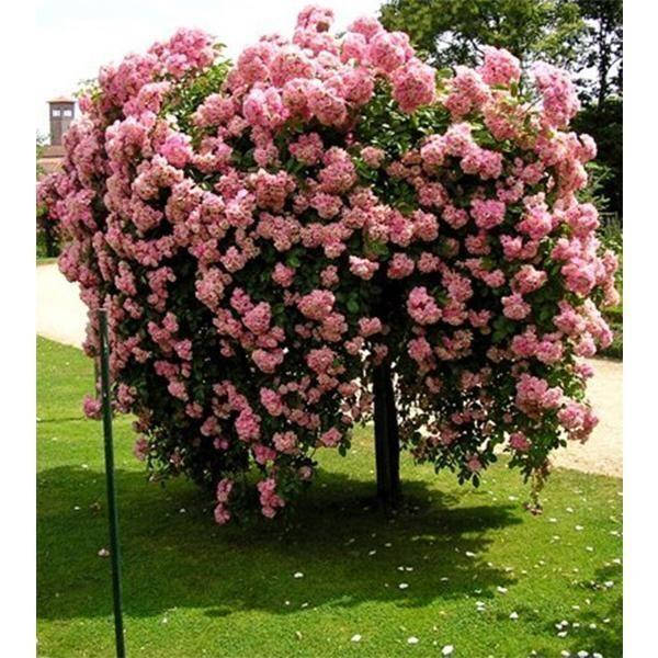 

Роза штамбовая "Bonica"