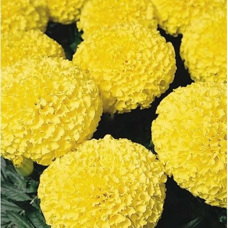 

Семена Бархатцы (тагетес) желтые (Discovery Yellow F1) 10 шт Benary, Желтый
