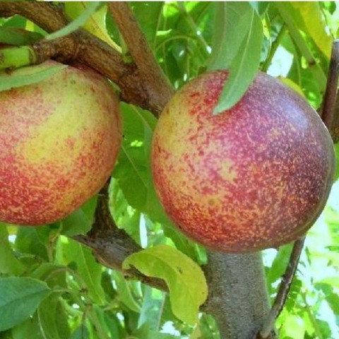 

Нектарин Снежная королева (средний)