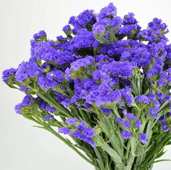 

Семена Кермек выемчатый синий 0,2 г W.Legutko 5081