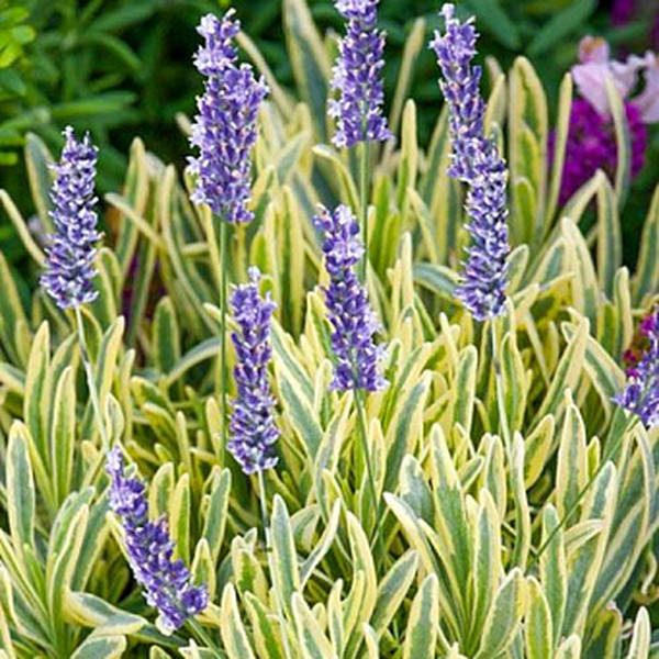 

Саженец лаванды Platinum Blonde