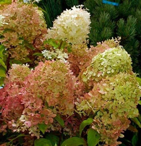 

Гортензия метельчатая Перл де Фестиваль / Hydrangea Perle de Festival. ЗКС 3 литра