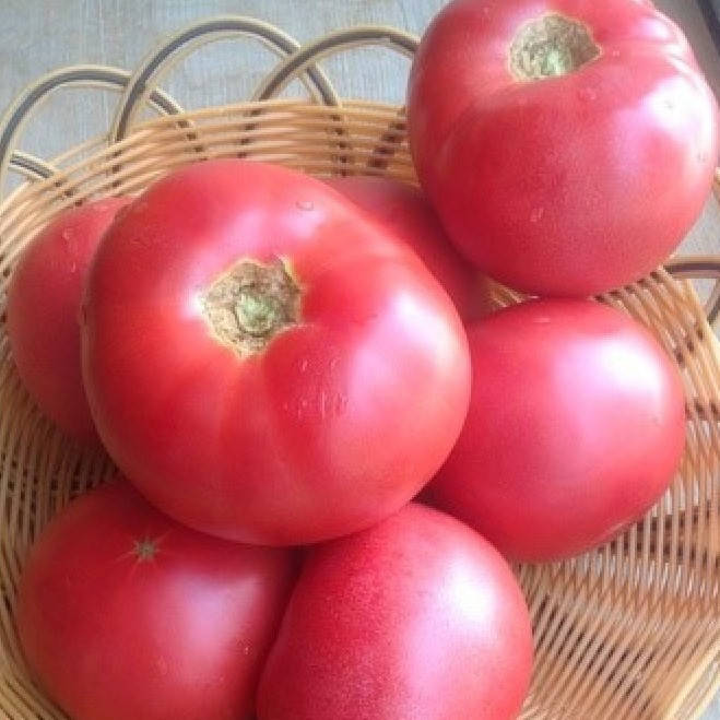 

Мей Шуай F1 10 шт семена томата розового высокорослого Seminis Голландия