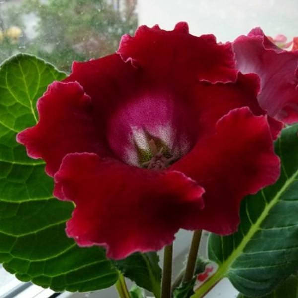 

Глоксиния Императрица, Gloxinia, Красный