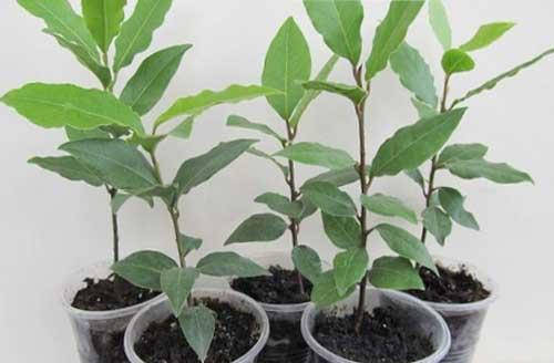 

Лавр благородный (Laurus nobilis) 10-20 см. Комнатный