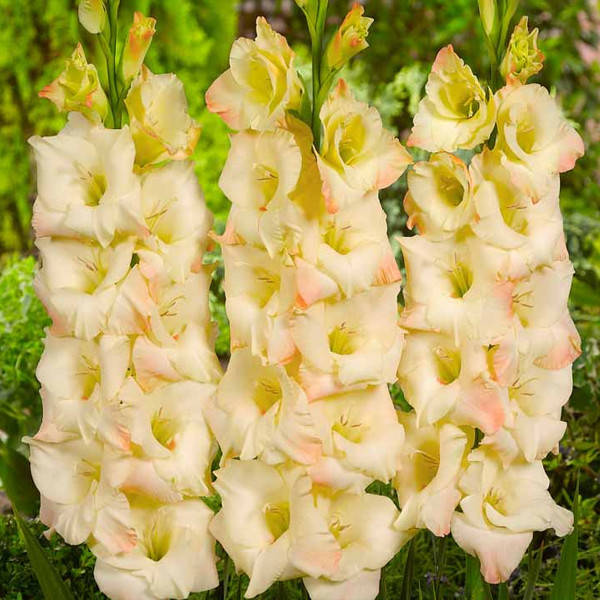 

Гладиолус Cream Perfection 12/14 Луковицы