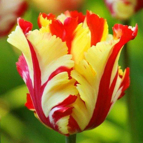 

Тюльпан Texas Flame (луковицы) 3 шт