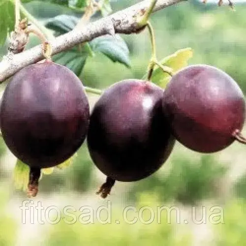 

Крыжовник ФИНИКОВЫЙ