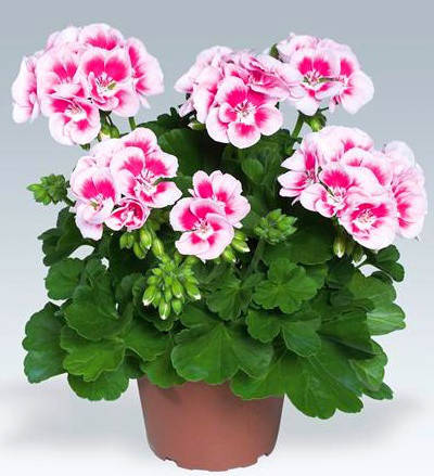 

Пеларгония зональная. Flower fairy white splash