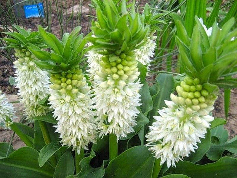 

Эукомис Биколор (Eukomis Bicolor)