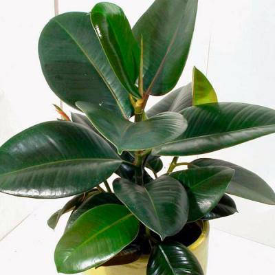 

Фикус каучуконосный, Ficus elastica, Зелёный