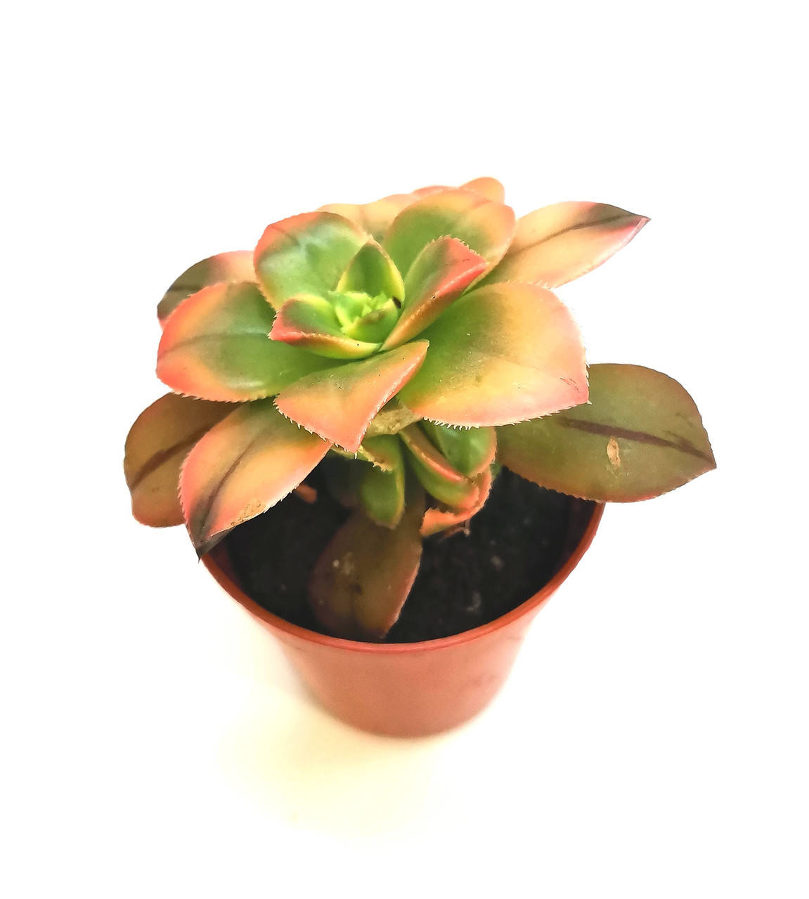 

Еониум Aeonium kiwi Суккулент Комнатное растение