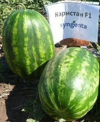 

Семена арбуза «Каристан F1» 1 000 шт.