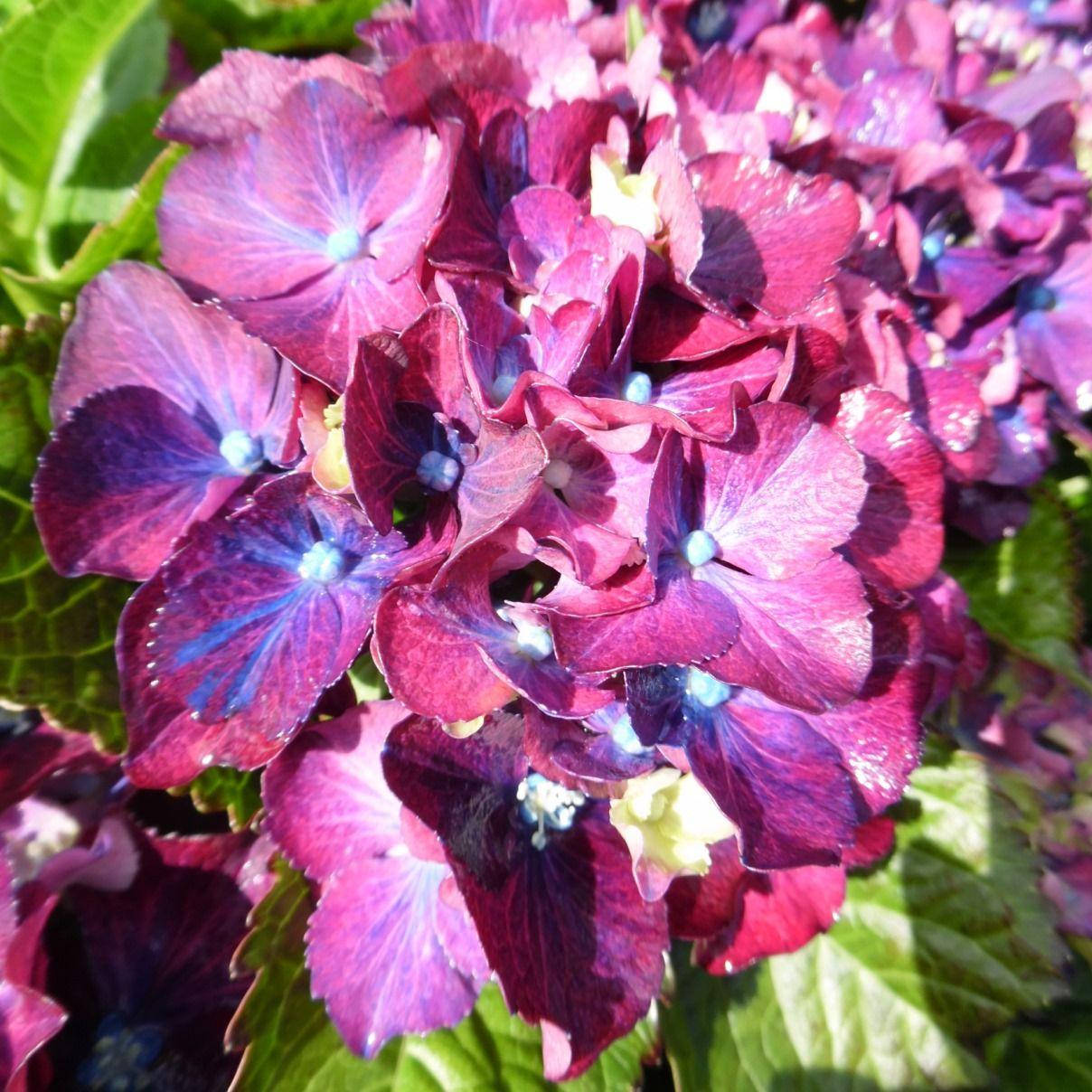 

Гортензия крупнолистная Royal Red Purple, Hydrangea macrophylla Royal Red Purple