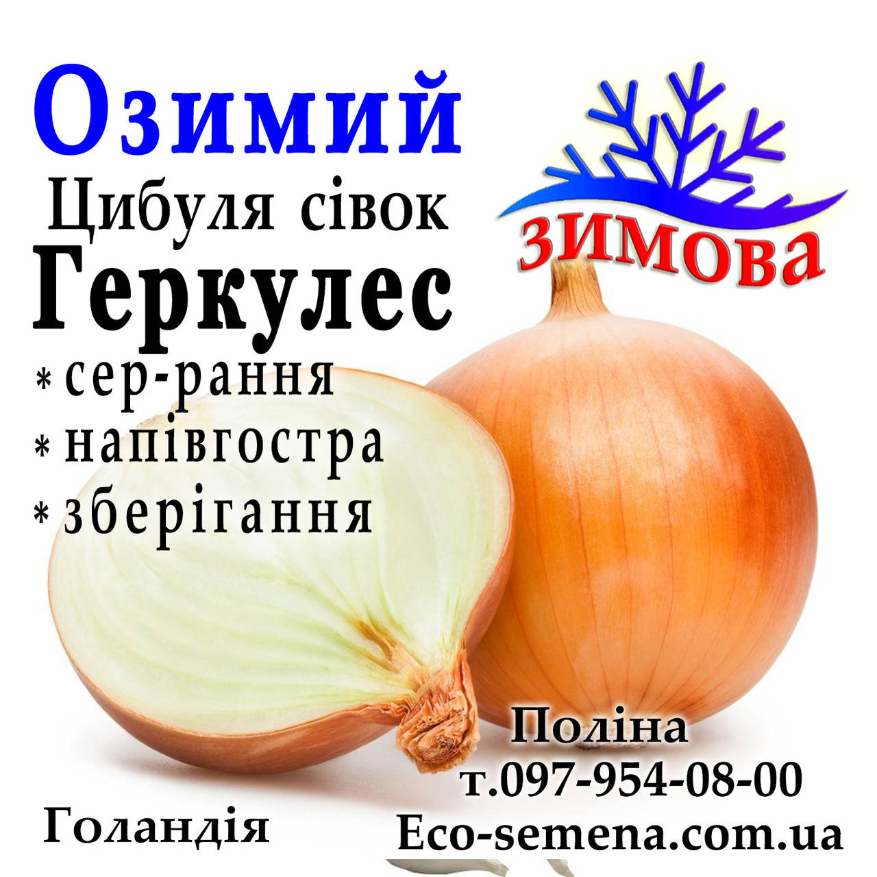 

Лук-севок озимый Геркулес (Hercules), Голландия, 1 кг
