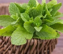 

Ароматизатор Мята 20грамм