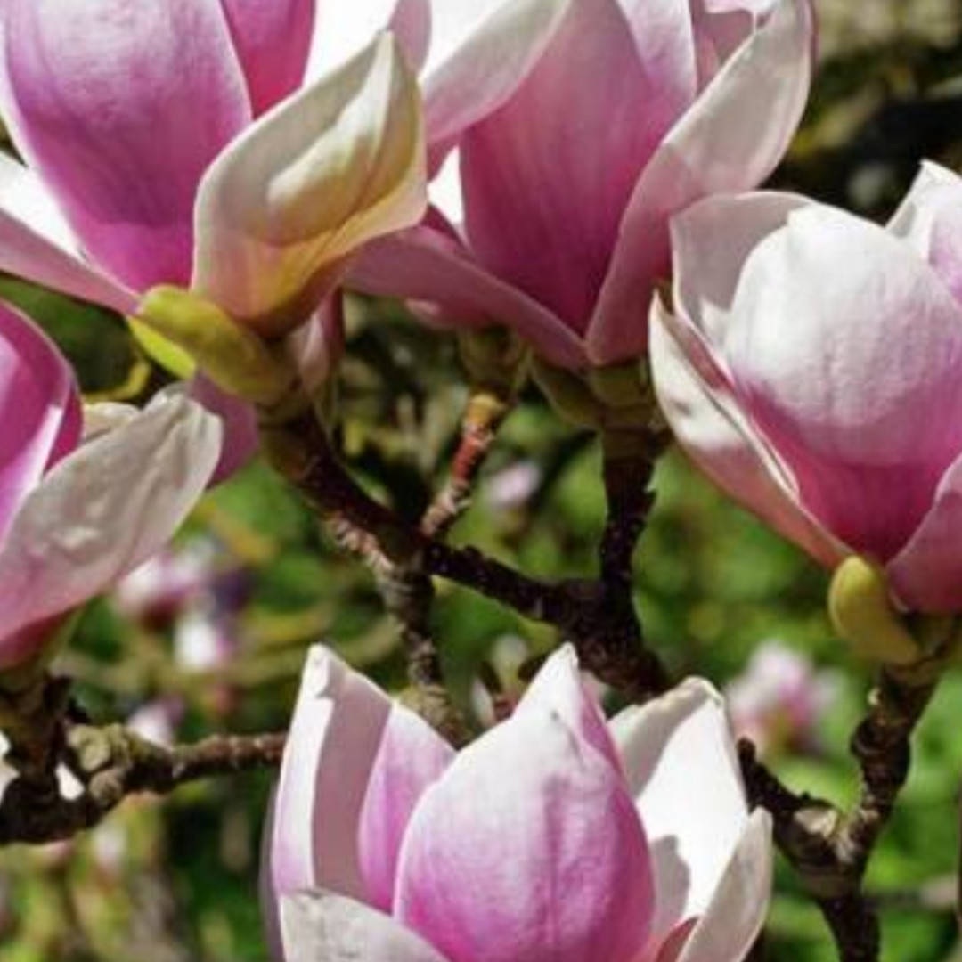 

Семена магнолии, 10 штук