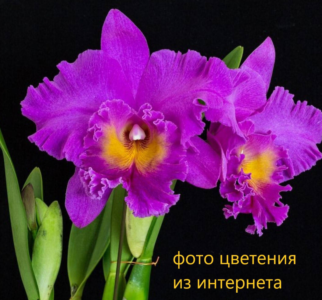 

Орхидея, Каттлея (BLC. PINK EMPRESS) Розовая императрица, Розовый