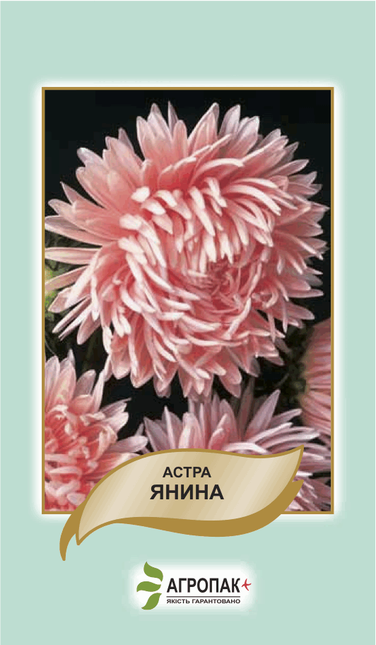 

Семена астра Янина 0,2г. Агропак плюс