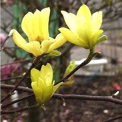

Магнолия Yellow