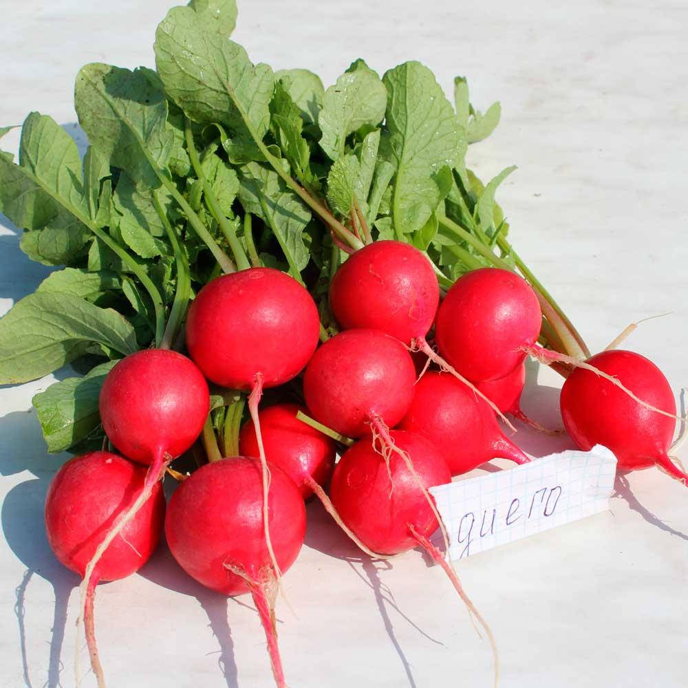 

Редис Диего F1 / Diego F1 5 грамм (Hazera)