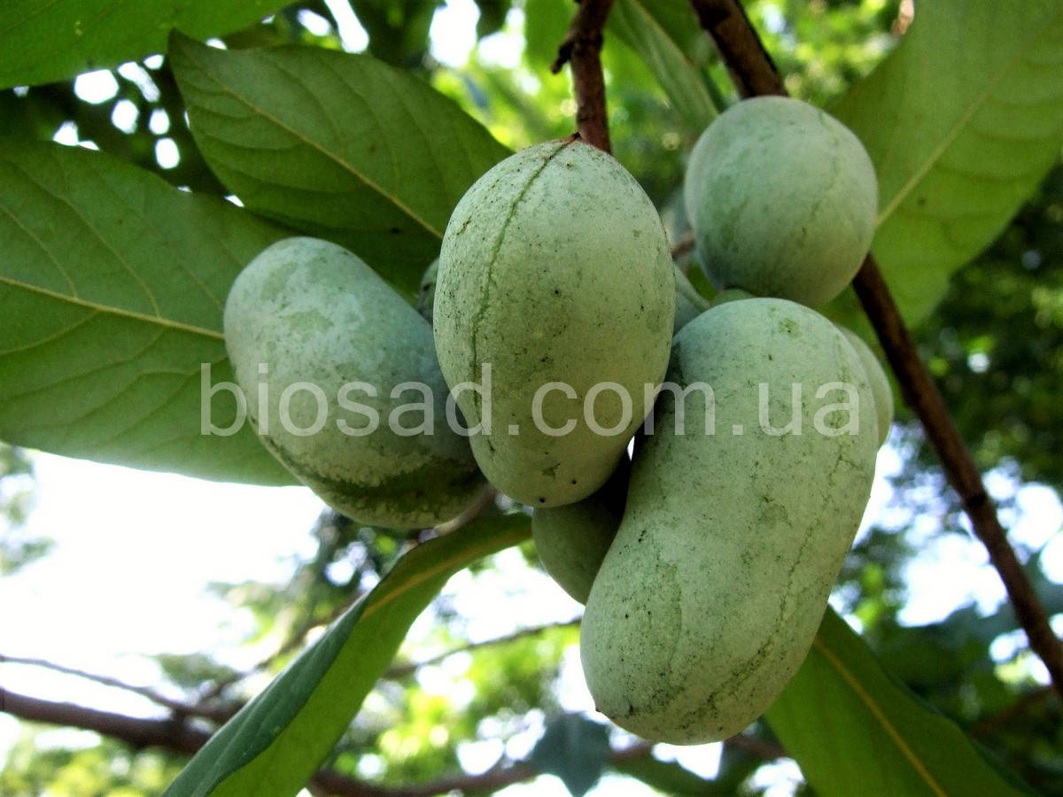 

Азимина Мариас Джой (Maria'‎s Joy)