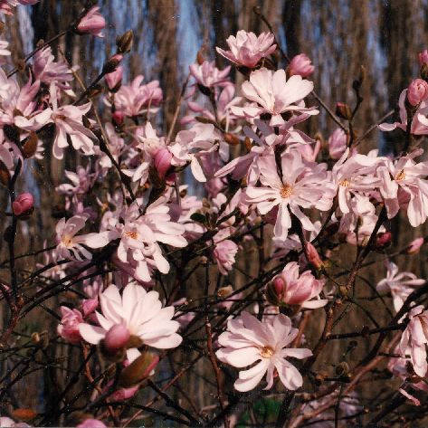 

Магнолия звездчатая "Rosea" (возраст саженца 3 года)
