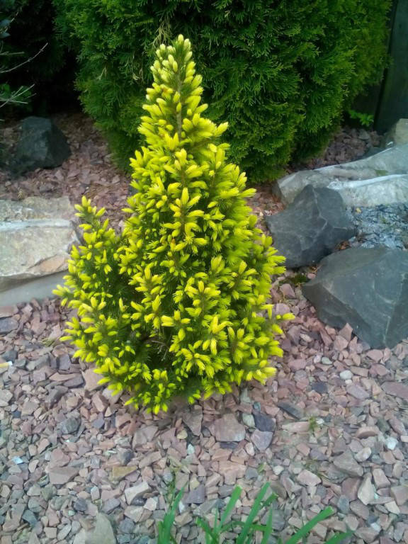 

Ель канадская Дейзи Вайт (Picea glauca Daisy's White) С3/С5